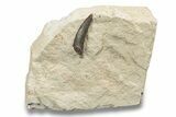 Fossil Plesiosaur (Libonectes) Tooth - Asfla, Morocco #252339-1
